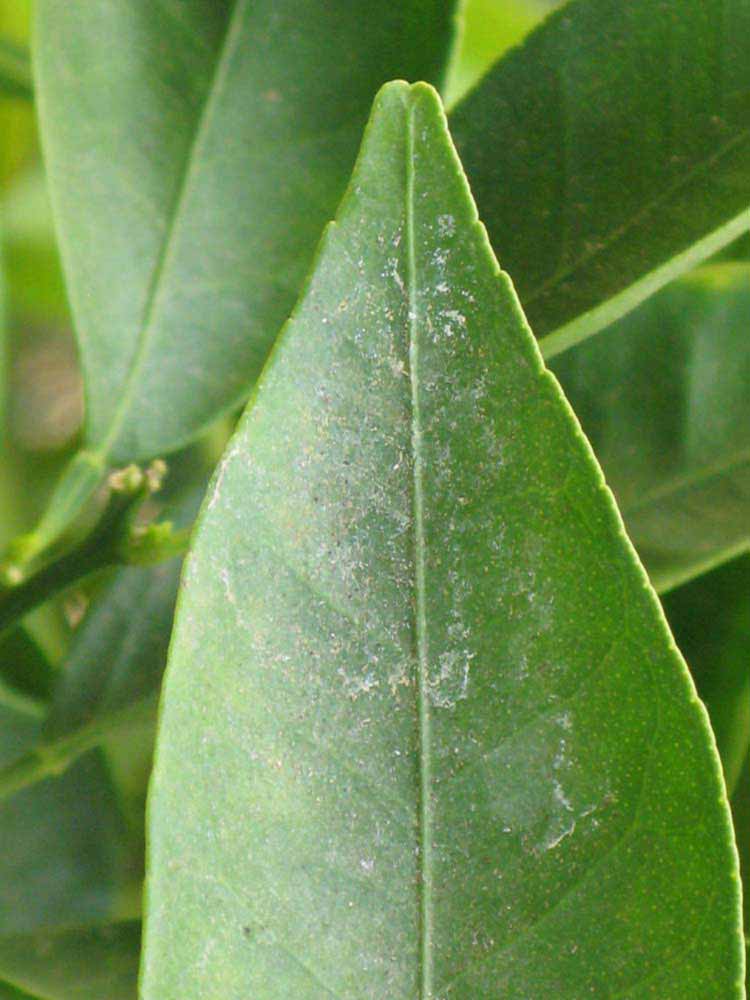              Margin (Riverside, CA)       